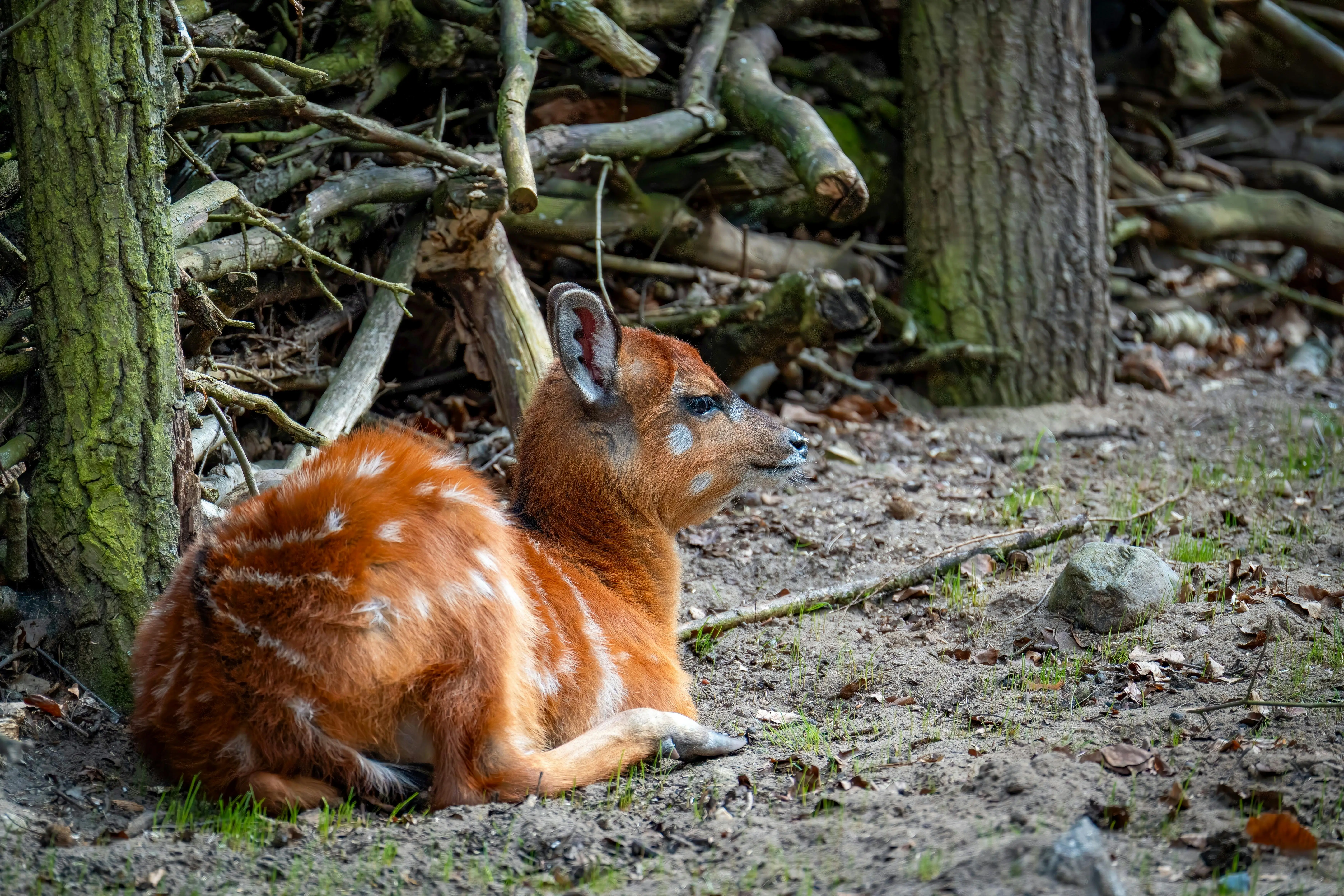 Dzikie zwierzę w potrzebie – czy naprawdę?