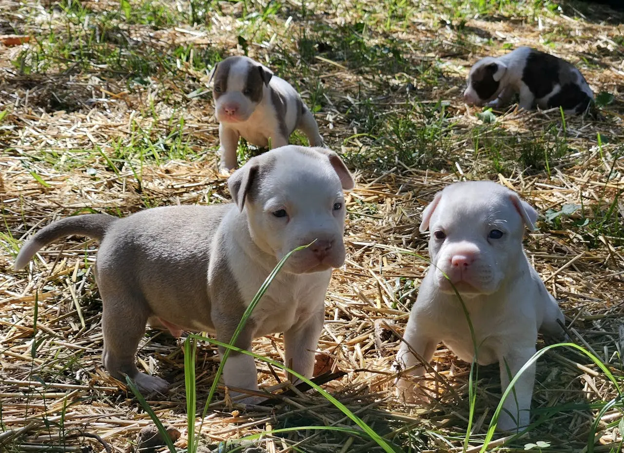 Pierwsze dni z nowym zwierzęciem